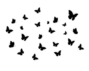 Obraz na płótnie Canvas drawing butterfly handdrawn