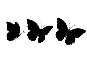 Obraz premium drawing butterfly handdrawn