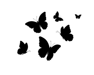 drawing butterfly handdrawn
