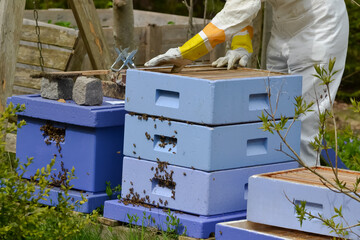 Blue beehives with one open as the beekeeper is working on it
