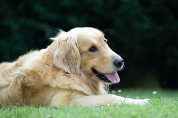 Portrait of Golden Retriever lying on the grass in the garden.
