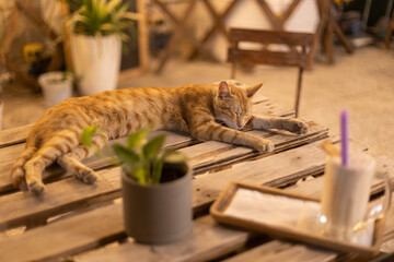 golden cat sleeping on a table with a milk shake and a plant