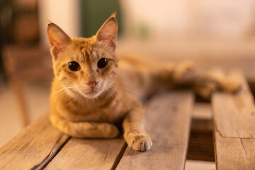 golden cute cat looking into the camera on a palette