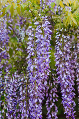 Fototapeta premium Beautiful blooming purple hanging wisteria flowers grow on a tree in a garden in nature in spring. Close-up photography, gardening.