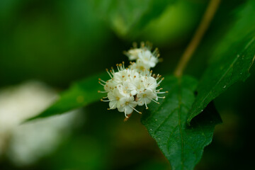Close-Up Of A Cluster Of White Arrowwood Wildflowers. Slidell Louisiana, May 2023.