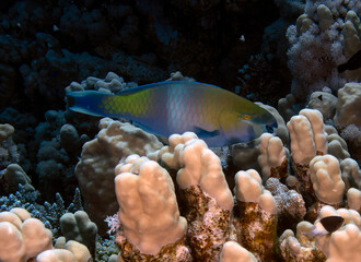 Obraz na płótnie Canvas A Rusty Parrotfish (Scarus ferrugineus) in the Red Sea, Egypt