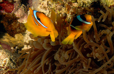 Naklejka na ściany i meble Red Sea Anemonefish (Amphiprion bicinctus) in the Red Sea, Egypt
