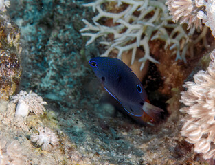 A juvenile Pailtail Damsel (Pomacentrus trichrourus) in the Red Sea, Egypt