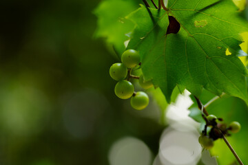 Unripe Wild Grapes. Slidell LA. May 2023. 