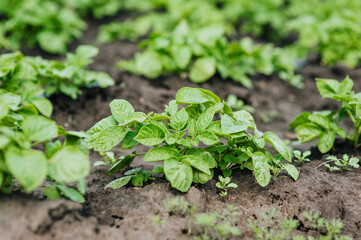 Green bushes of potato plant grow in the garden. Photography, nature, growing food.