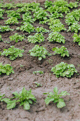 Green bushes of potato plant grow in the garden. Photography, nature, growing food, agriculture.