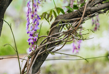 Curly vine, liana around a tree trunk. Close-up photography, nature.