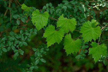 Bright Green Wild Grapevine Leaves. Slidell LA. May 2023.