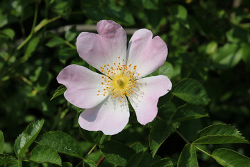 Rosehip flower on a blooming bush