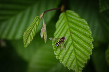 bug on leaf