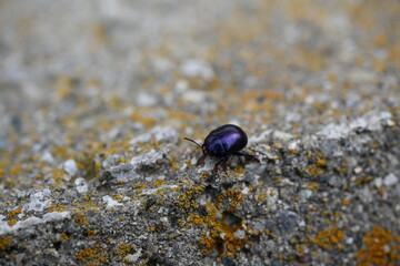 bug on the ground