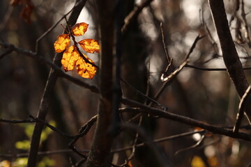 foglie nel bosco in autunno