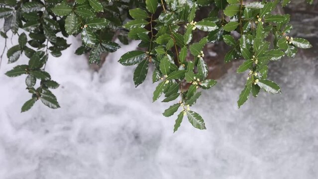 Top view of fresh green bushes hanging over mountain river flow, fresh young laurel leaves in a rainy day