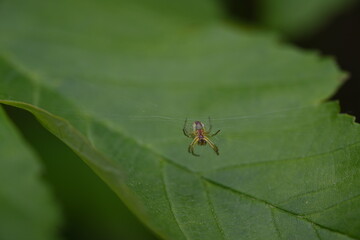 spider on leaf
