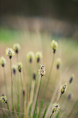 flowers in the spring garden