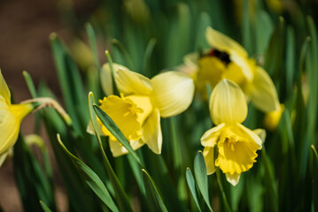 narcissus in the spring garden