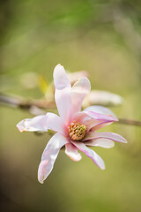 magnolia in the spring garden