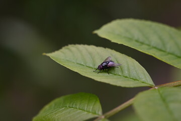 fly on leaf