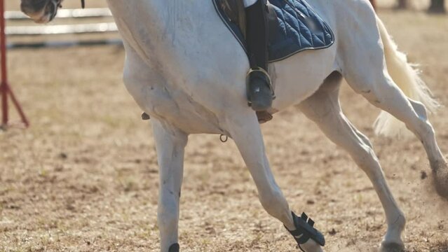 Equestrian sport - riding a white horse at the arena