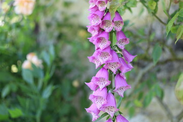 Obraz premium purple flowers in the garden