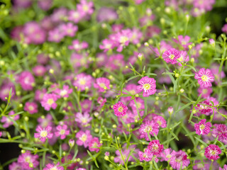 カスミソウ　ジプシーローズ