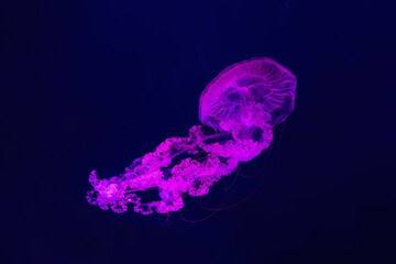 Fuorescent jellyfish swimming underwater aquarium pool with pink neon light. The South American sea nettle chrysaora plocamia in blue water, ocean. Theriology, tourism, diving, undersea life.