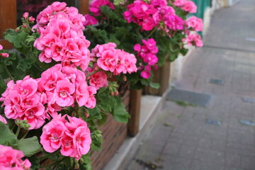 pink flowers on street window