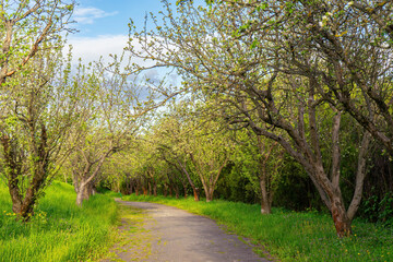 Road through the apple orchard at sunset. Path through park, alley with green grass and apple trees in springtime with sun light. Nature, landscape.
