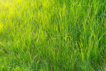 Green grass background texture. Green grass in meadow, field or lawn in spring on sunset. Natural plant , flora background, wallpaper, element of design. Ecology, environment concept.