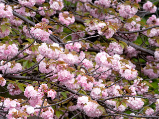 満開のヤエザクラ