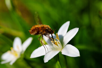 close-up. The bee pollinates flowers.