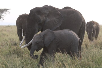 Grupo de elefantes con cría
