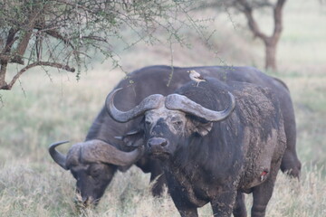 Obraz premium Grupo de búfalos adultos solitarios