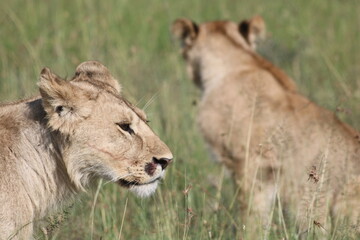 Grupo de leones jóvenes