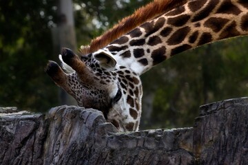 portrait of a giraffe
