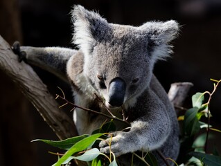 koala eating on a tree