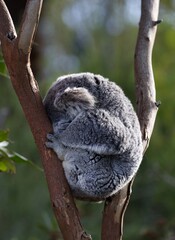 Koala sleeping on a tree