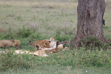 Grupo de leones descansando y cría amamantando