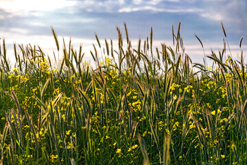 Ripe dry ears of wheat	