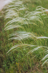 Flowering of a rare beautiful green feather grass in a field in nature. Close-up photo, plants in the meadow.