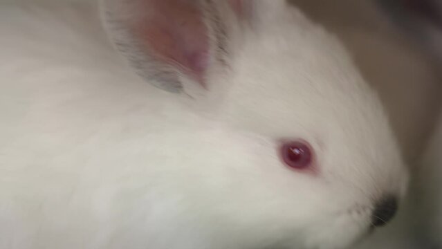 close-up. the red eye of small white rabbit. 