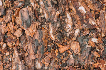 Background, texture of pieces of brown wet after rain coniferous, spruce bark. Photo of nature, top view, close-up.
