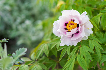 Flowers in a flower bed peonies. Greening the urban environment. Background with selective focus and copy space