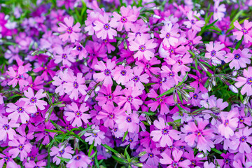 Fototapeta premium Flowers in a flowerbed Phlox subulate. Greening the urban environment. Background with selective focus