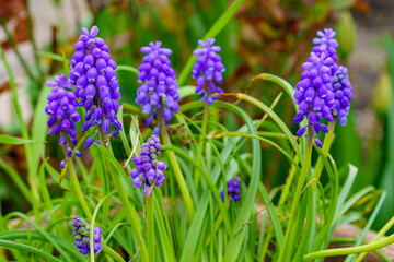 Flowers in the flower bed Viper onion. Greening the urban environment. Background with selective focus